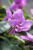 Cyclamen Coum